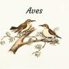 Aves: animais fantásticos e suas caraterísticas