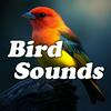 Bird Sounds