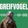 Greifvogel Geflüster