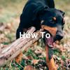 How To: Train Your Puppy