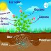 La Fotosíntesis