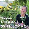ODLA OCH SÄLJA SNITTBLOMMOR - PODDEN