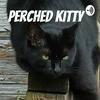 Perched Kitty