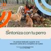Sintoniza con tu perro