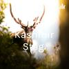 The Kashmir Stag.