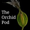 The Orchid Pod