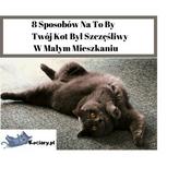 8 Sposobów Na To By Twój Kot Był Szczęśliwy W Małym Mieszkaniu