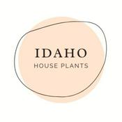 A Beginner’s Guide to House Plants