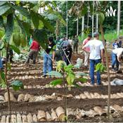 Agrofloresta: Um Projeto Do Vale Do Ribeira