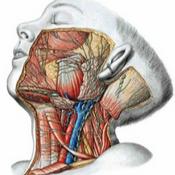 Anatomía De Cabeza Y Cuello