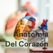 Anatomía Del Corazón