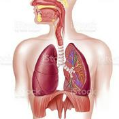 Anatomia Descomplicada