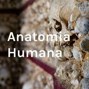 Anatomia Humana