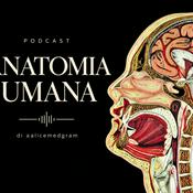 Anatomia Umana