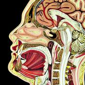 Anatomia Umana