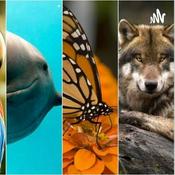Animales En Peligro De Extinción