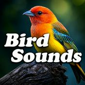 Bird Sounds