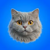 CatCog: Cat Science & Psychology