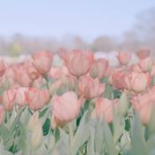 纯音乐/500首无版权音频素材 Vlog BGM