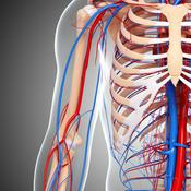 Cirurgia Vascular e Angiologia - CLÍNICA CIRÚRGICA