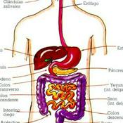 Clase: Sistema Digestivo Humano