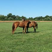 Conversations in Equine Science