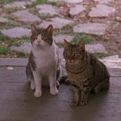 Doble G el podcast de Gilmore Girls