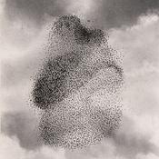 Een zwerm spreeuwen - een mozaïekvertelling