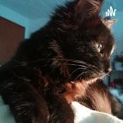 EL GATO NEGRO