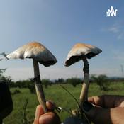 El Trip, Hongos Alucinógenos.