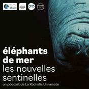Éléphants de mer, les nouvelles sentinelles - La Rochelle Université