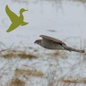 Fællesskab gennem fugle