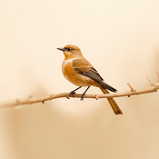 Flutter Developer Talks