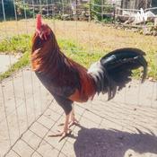 Gallos