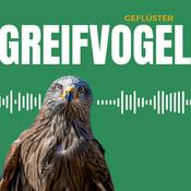 Greifvogel Geflüster