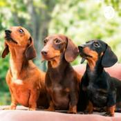 Los perros salchichas