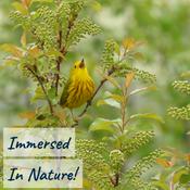 Immersed In Nature: Nature Sounds for Sleep and Relaxation