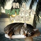 In A Purrfect World - Pet Life Radio Original