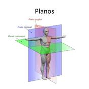 Introdução À Anatomia