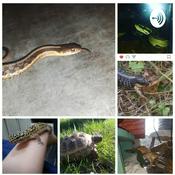 Living With Reptiles