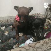 Los Perros