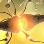 Neurotrasmisores y su influencia en la conducta