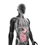 Nutrição e Modulação Intestinal