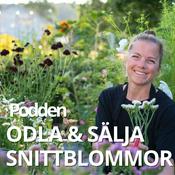 ODLA OCH SÄLJA SNITTBLOMMOR - PODDEN