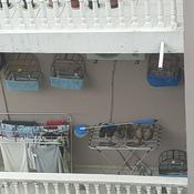 Passarinhos Nas Gaiolas Das Varandas Descascadas