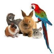 WILD - PODCAST ANIMALIER #0 - TEASER PRESENTATION EMISSION