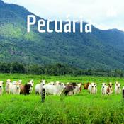 Pecuária