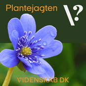 Plantejagten