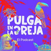 Pulga en la Oreja