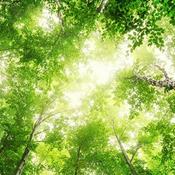 Som da Natureza